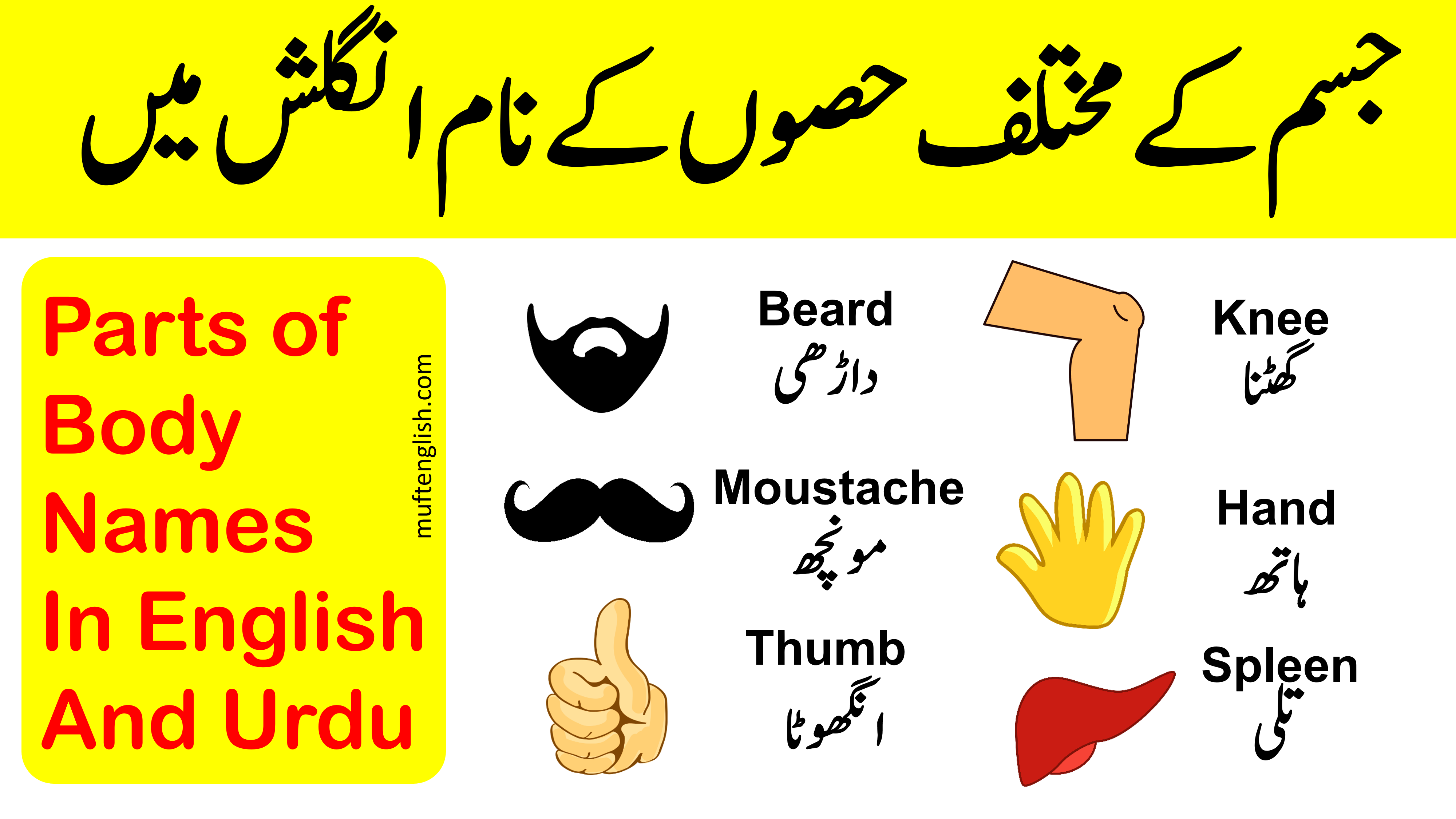 Parts of Body Names In English And Urdu