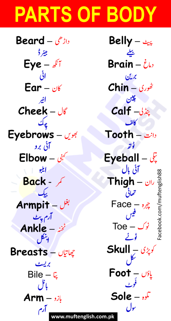 Parts of Body Names In English And Urdu